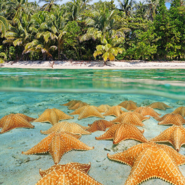 Starfish Beach & Bird Island​