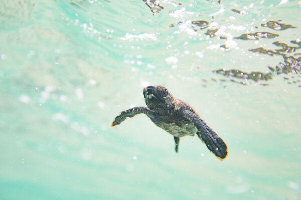 Sea Turtle Release